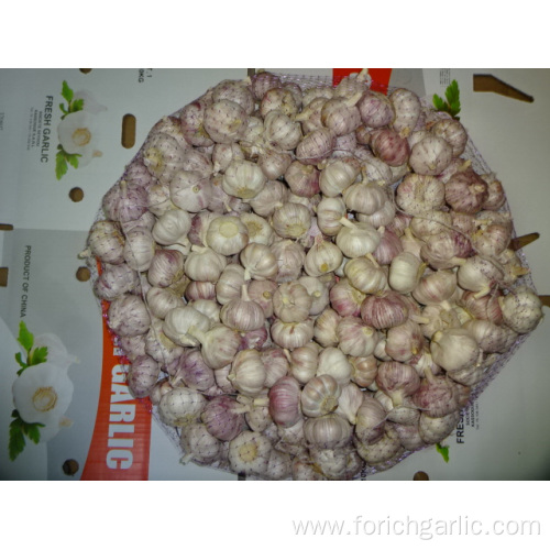 Fresh Normal White Garlic 2019